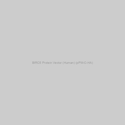 BIRC5 Protein Vector (Human) (pPM-C-HA)